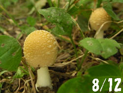 11_0826_kinoko10.jpg