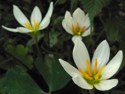 11_0903_tamasudare.jpg