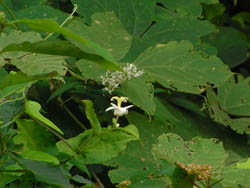 11_0906_yamajino_h1.jpg