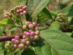 11_0910_komurasaki.jpg