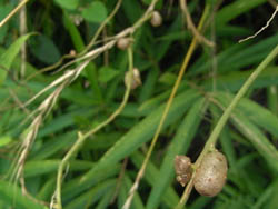 11_0910_yamanoimo1.jpg