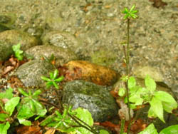 11_0918_kamikouti08.jpg