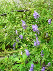 11_0919_kamikouti02.jpg