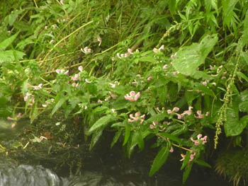 11_0919_kamikouti05.jpg