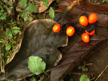 11_0922_kobusi.jpg