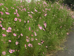 11_0924_kosumosu1.jpg