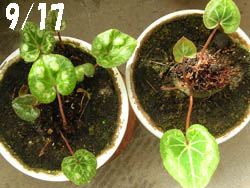 11_0927_cyclamen.jpg