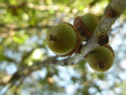 11_0930_pin_oak1.jpg