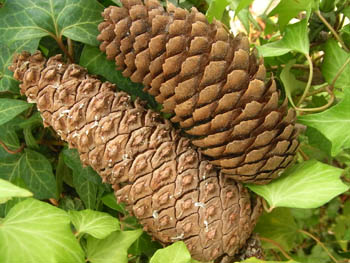 11_1012_matubokkuri1.jpg