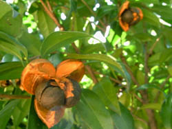11_1013_tubaki.jpg