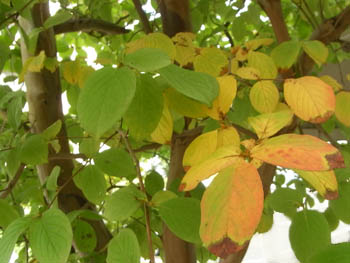 11_1014_natutubaki.jpg