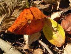 11_1015_otiba1.jpg