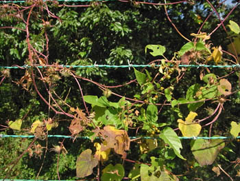 11_1016_fence1.jpg