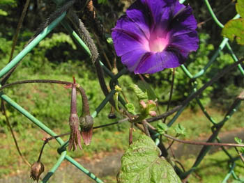 11_1016_maruba_a.jpg