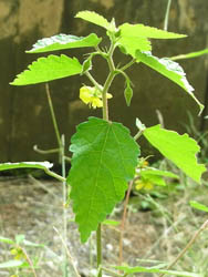 11_1017_karasu_goma1.jpg
