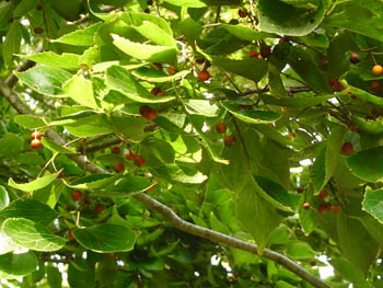 11_1019_enoki1.jpg