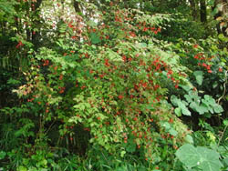 11_1023_turibana2.jpg