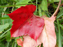11_1027_natuduta1.jpg