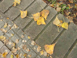 11_1111_poplar1.jpg