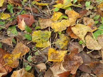 11_1111_poplar2.jpg