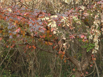 11_1113_natuduta7.jpg