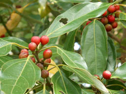 11_1114_sirodamo5.jpg