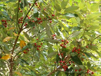 11_1114_sirodamo6.jpg