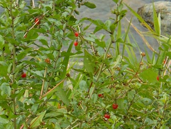 11_1118_kuko2.jpg