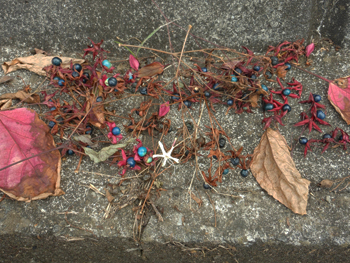 11_1118_kusagi4.jpg