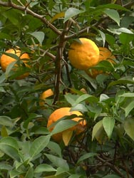11_1118_natu_mikan.jpg