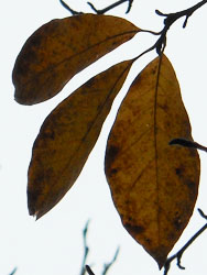 11_1121_tamusiba1.jpg