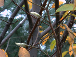 11_1121_tamusiba3.jpg