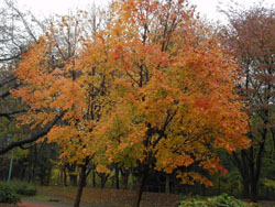 11_1122_sato_k1.jpg