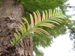 11_1123_metasequoia2.jpg