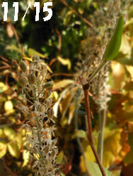11_1125_turubo1.jpg