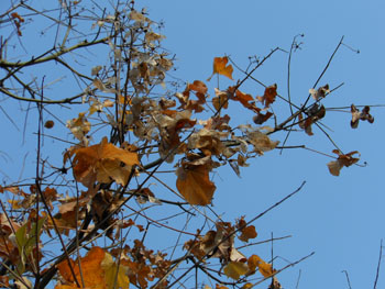 11_1127_aogiri1.jpg