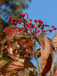 11_1128_gamazumi1.jpg