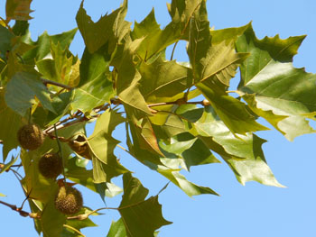 11_1130_platanus.jpg