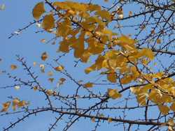 11_1211_icho1.jpg