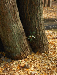 11_1211_icho3.jpg