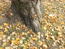 11_1211_poplar3.jpg