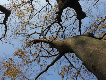 11_1212_enoki2.jpg