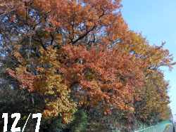 11_1215_zokibayasi1.jpg