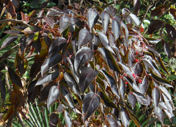 11_1216_gonzui2.jpg