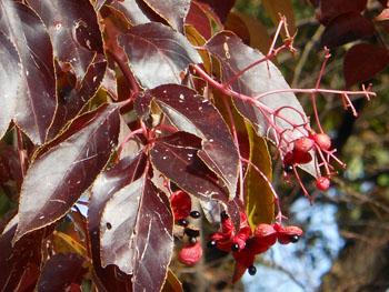 11_1216_gonzui3.jpg