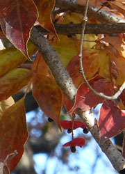 11_1216_gonzui4.jpg