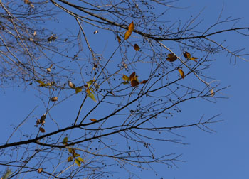 11_1218_enoki.jpg