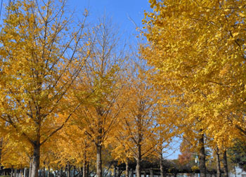 11_1219_icho2.jpg