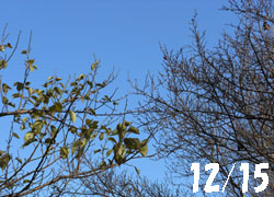 11_1220_ume1.jpg