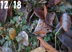 11_1222_frost1.jpg